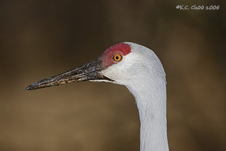 Sandhill Crane