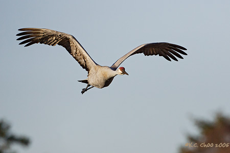 Sandhill Crane