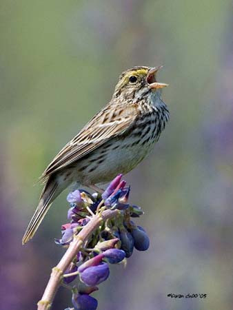 Savannah Sparrow