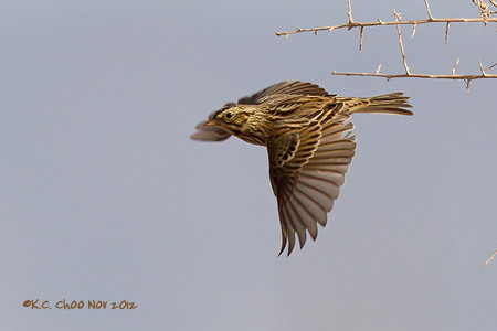 Savannah Sparrow