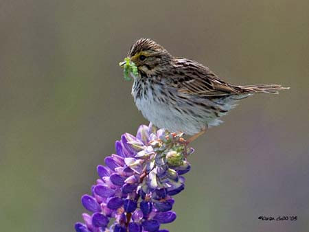 Savannah Sparrow
