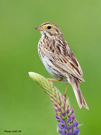 Savannah Sparrow