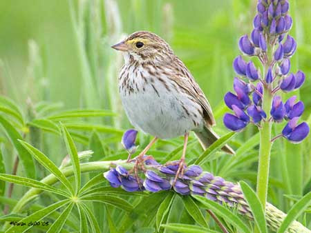 Savannah Sparrow