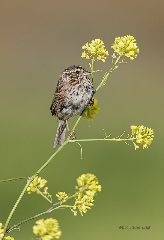 Savannah Sparrow