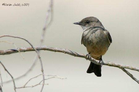 Say's Phoebe