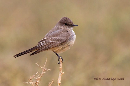 Say's Phoebe