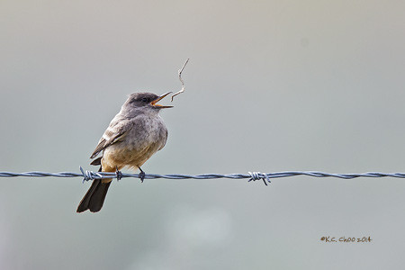 Say's Phoebe