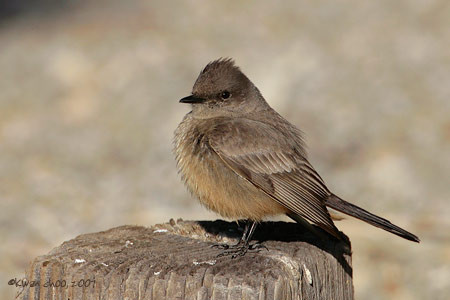 Say's Phoebe