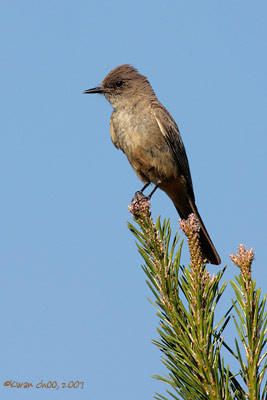 Say's Phoebe