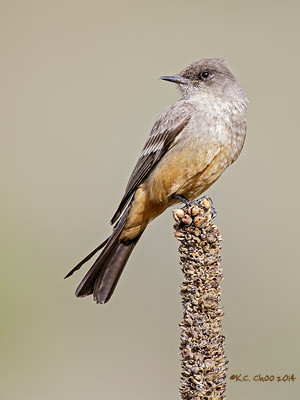 Say's Phoebe