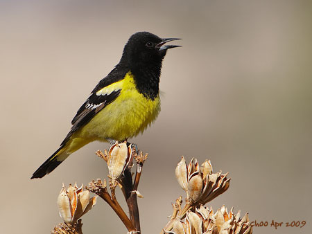 Scotts Oriole