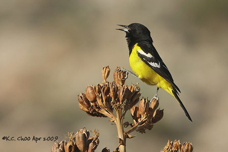 Scotts Oriole