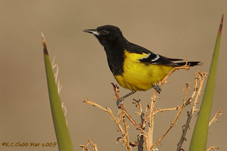 Scotts Oriole