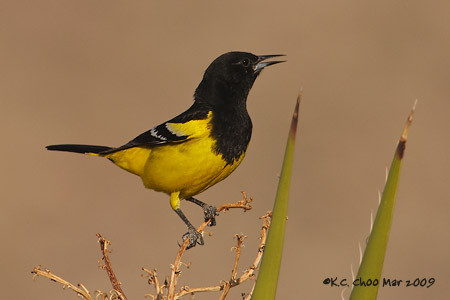 Scotts Oriole
