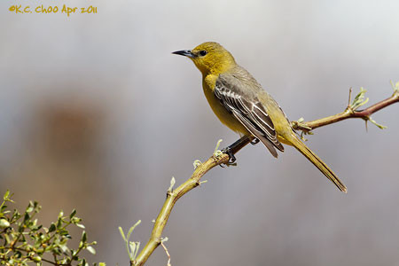 Scotts Oriole