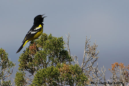 Scotts Oriole