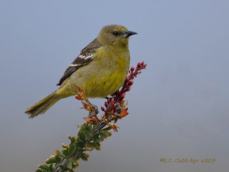Scotts Oriole