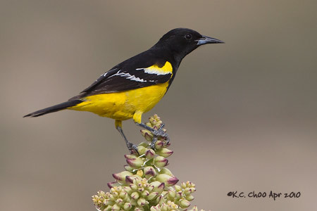 Scotts Oriole