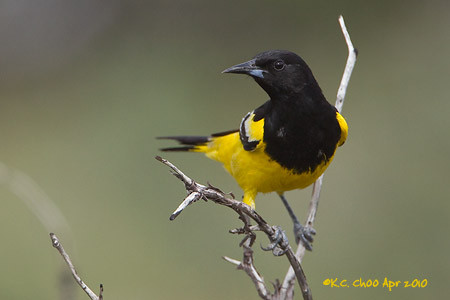 Scotts Oriole
