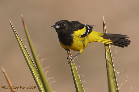 Scotts Oriole