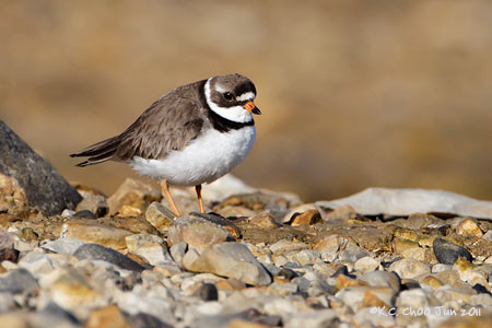 Semipalmated Plover