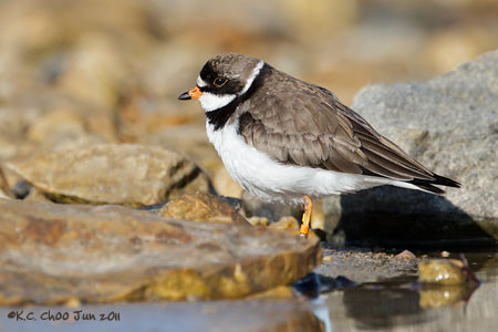 Semipalmated Plover