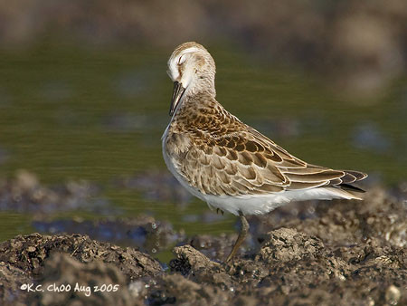 Semipalmated Sandpiper