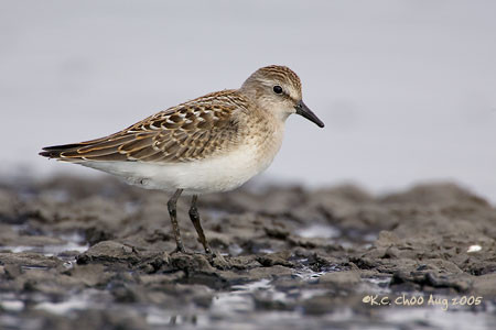Semipalmated Sandpiper
