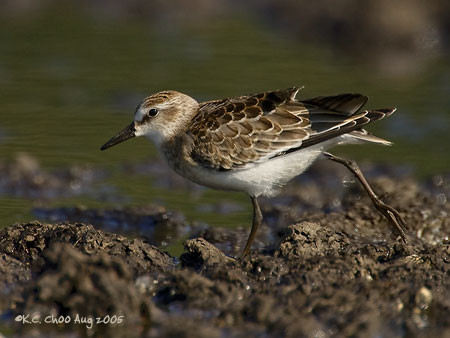 Semipalmated Sandpiper