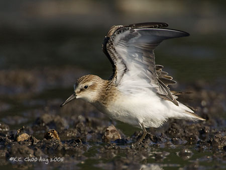 Semipalmated Sandpiper