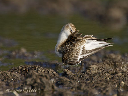 Semipalmated Sandpiper