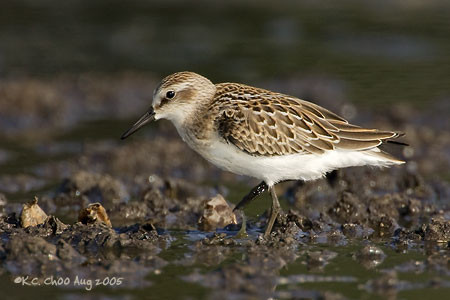 Semipalmated Sandpiper