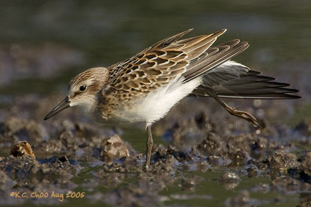 Semipalmated Sandpiper