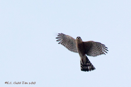 Sharp Shinned Hawk