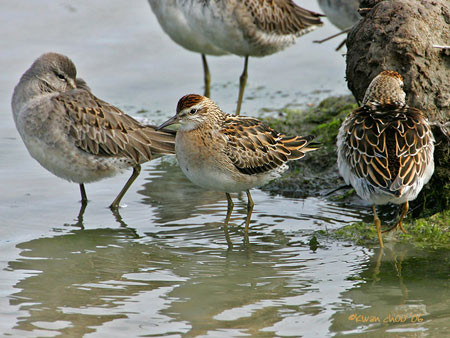 Sharp-tailed Sandpiper