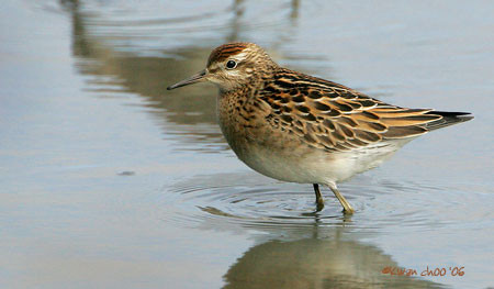 Sharp-tailed Sandpiper