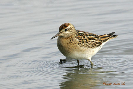 Sharp-tailed Sandpiper