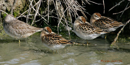 Sharp-tailed Sandpiper