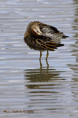 Sharp-tailed Sandpiper