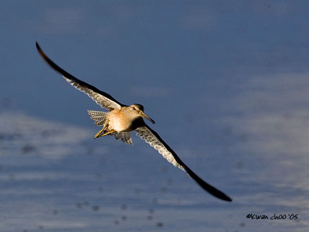 Short-billed Dowitcher