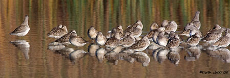 Short-billed Dowitcher
