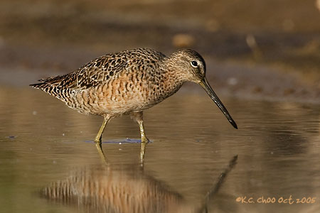Short-billed Dowitcher