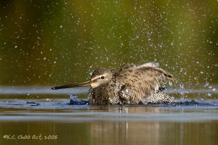 Short-billed Dowitcher