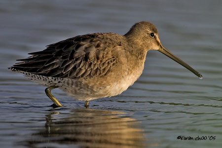 Short-billed Dowitcher