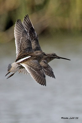 Short-billed Dowitcher