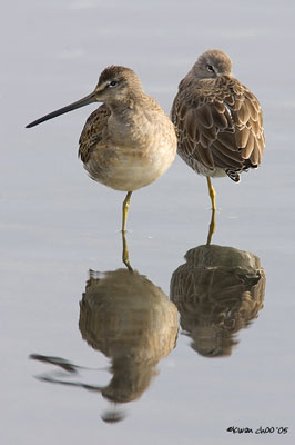 Short-billed Dowitcher