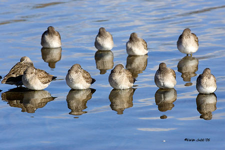 Short-billed Dowitcher