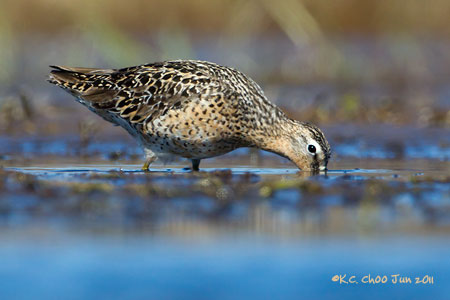 Short-billed Dowitcher