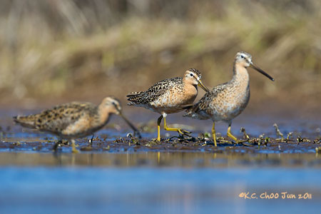 Short-billed Dowitcher