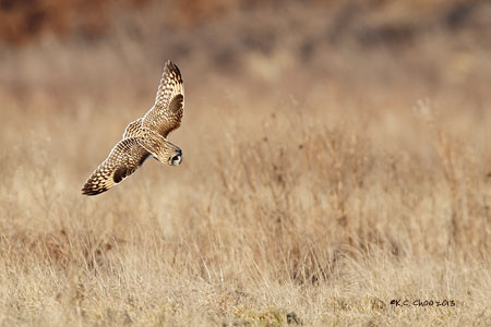 Short-eared Owl